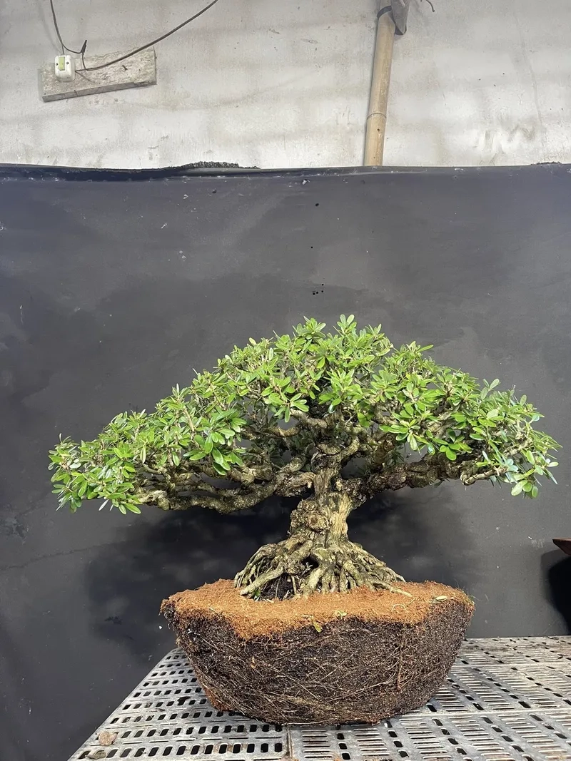 Vẻ đẹp linh sam trắng thanh khiết