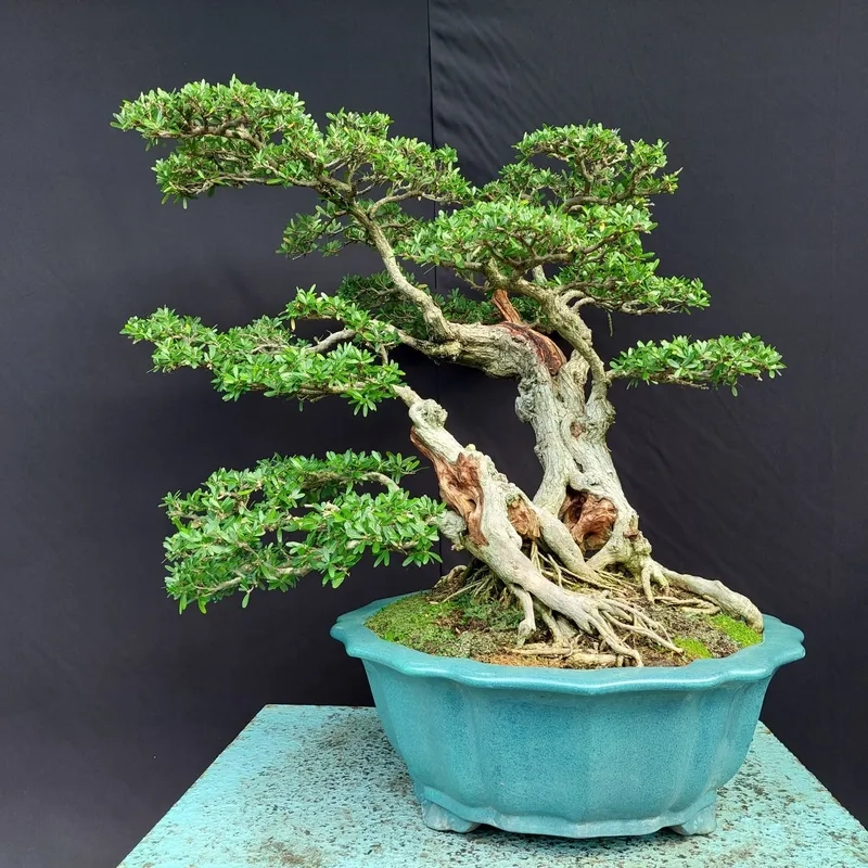 Mẫu linh sam bonsai nghệ thuật