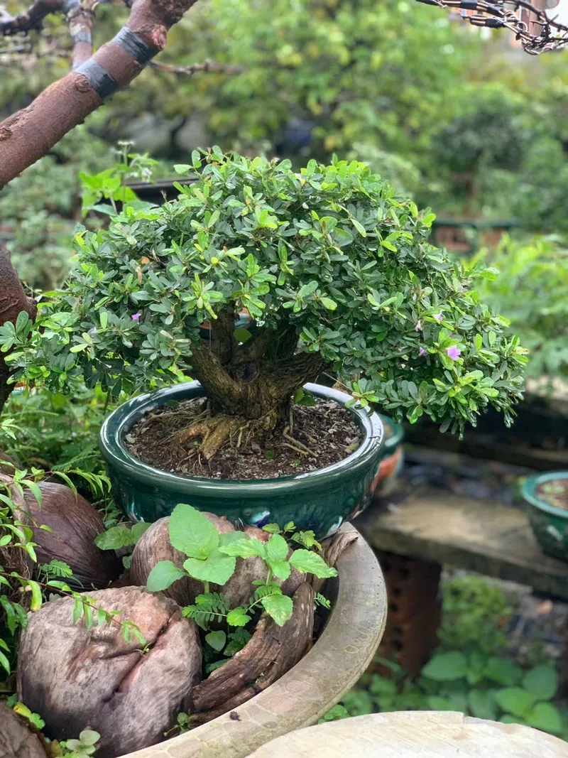 Vẻ đẹp linh sam lá nhỏ xanh mướt