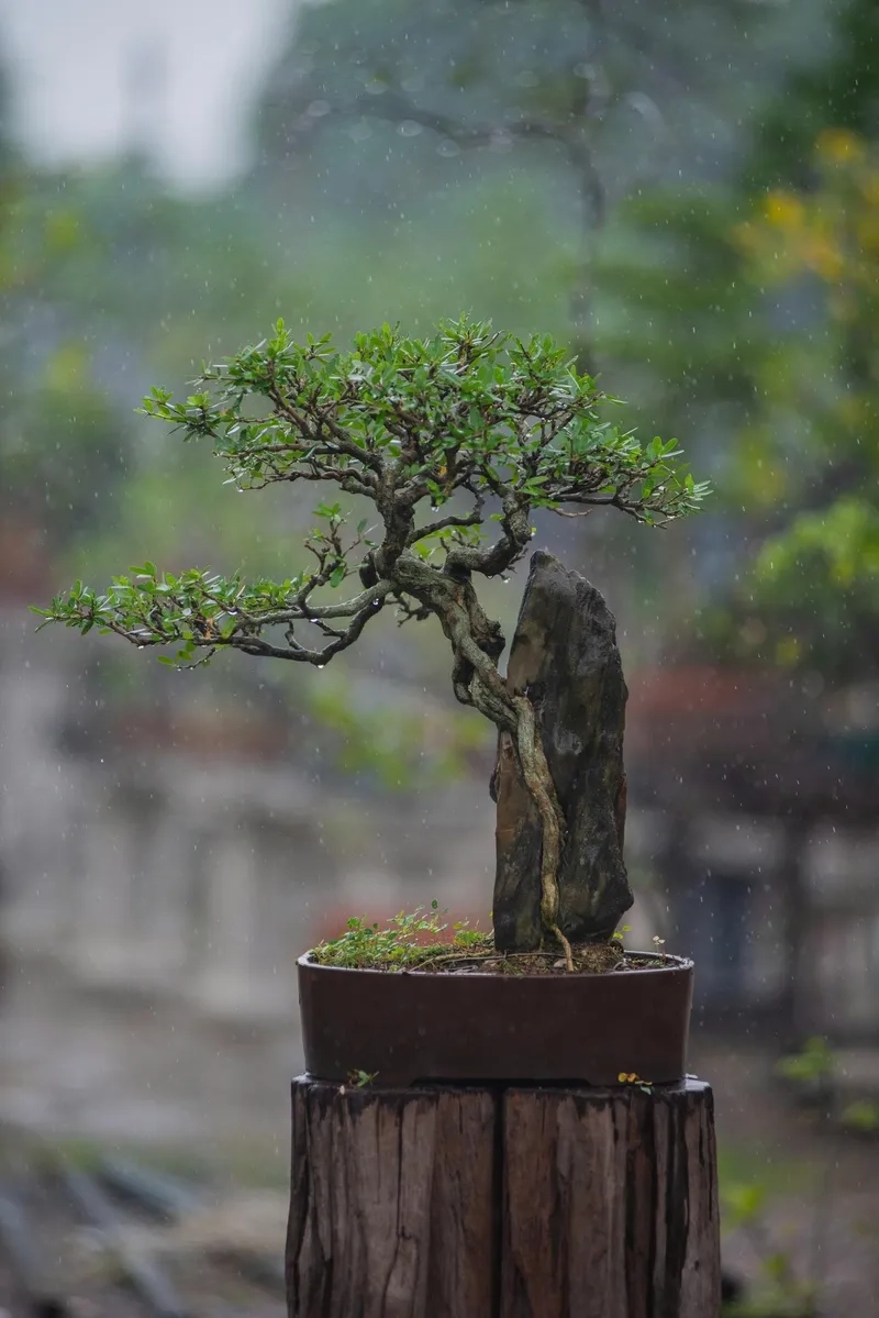 Gốc linh sam Sông Hinh cực quý