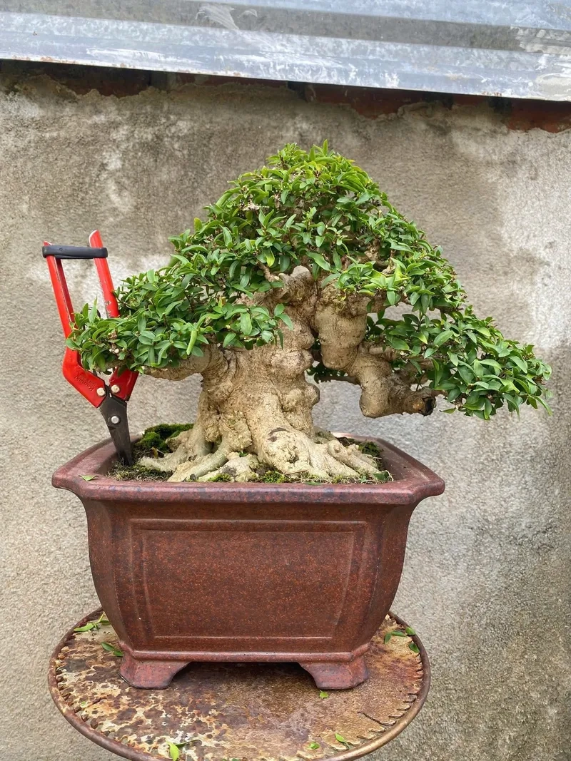 Xem giá mai chiếu thủy bonsai xịn