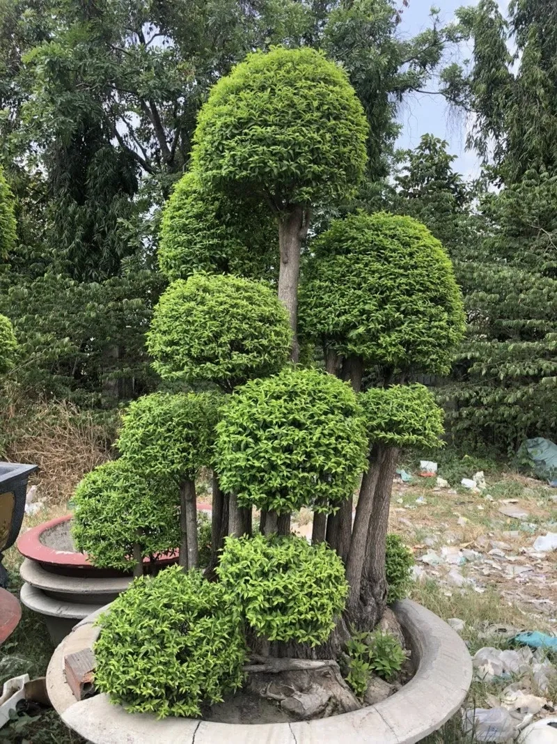 Cách tỉa cành mai chiếu thủy gọn