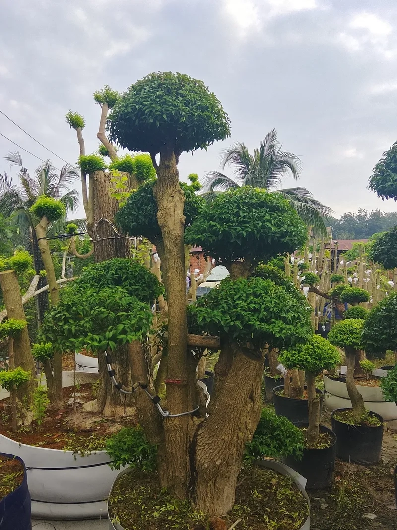 Gốc mai chiếu thủy da đen cổ