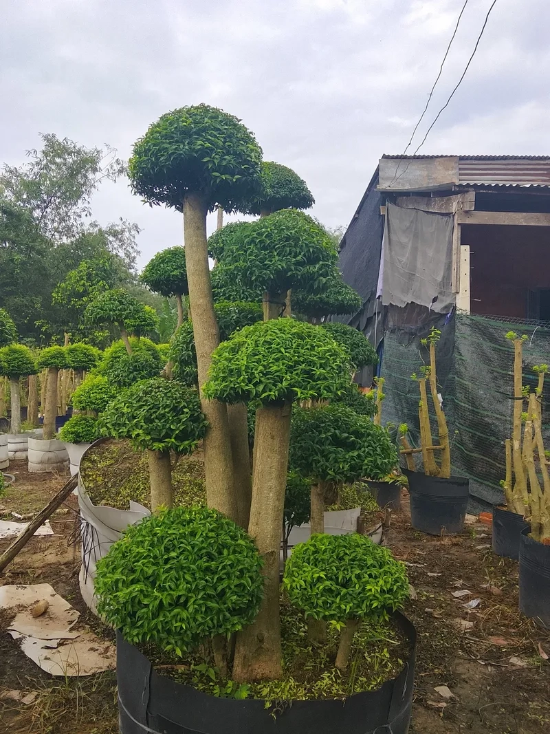 Xem mai chiếu thủy linh sam khác gì