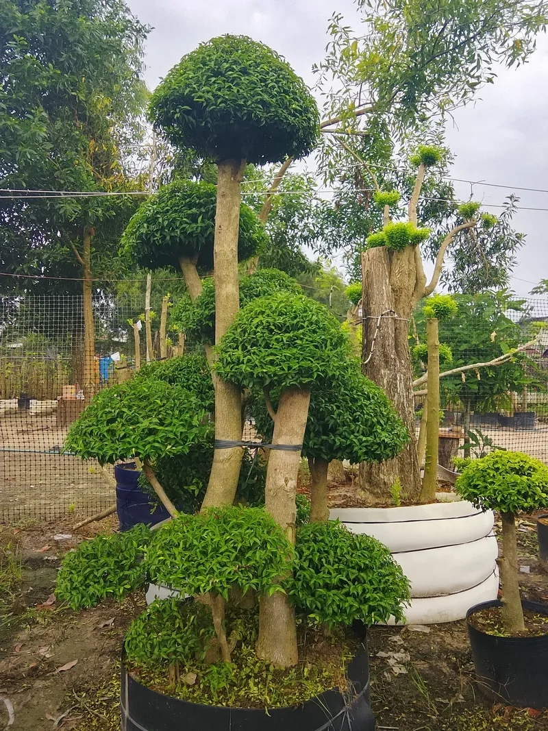 Gốc cây mai chiếu thủy cổ thụ to