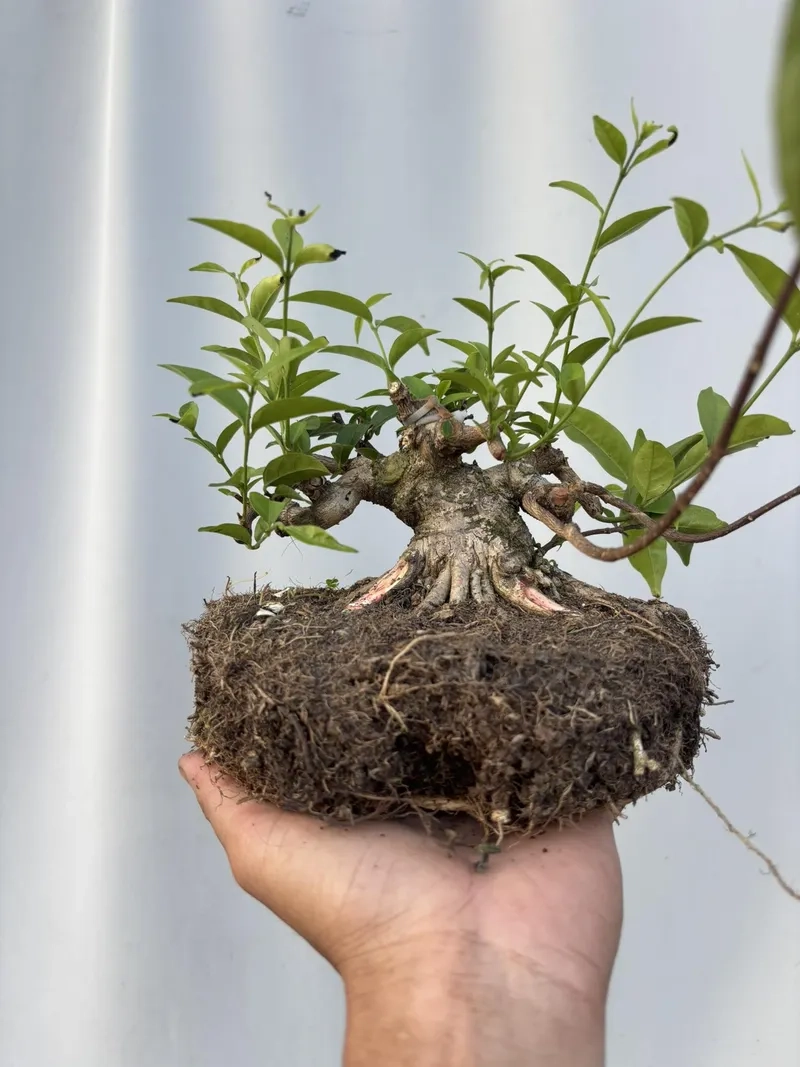 Các phôi mai chiếu thủy đẹp chất