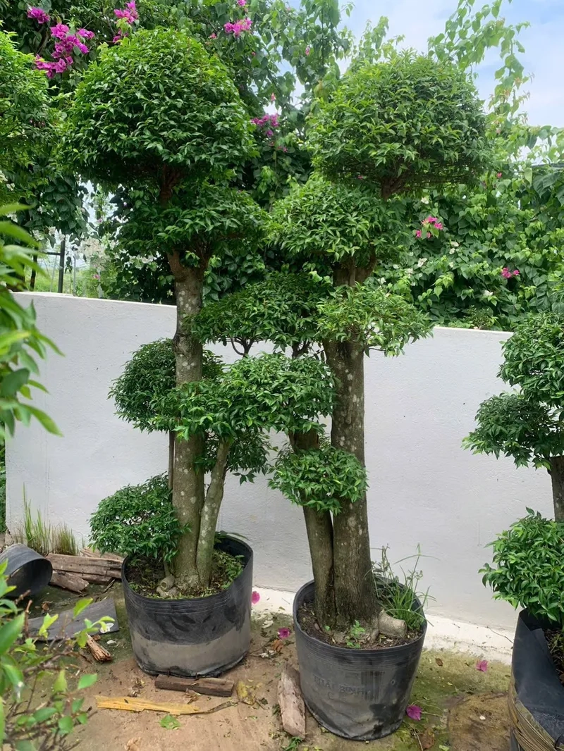 Gốc mai chiếu thủy ôm đá nghệ