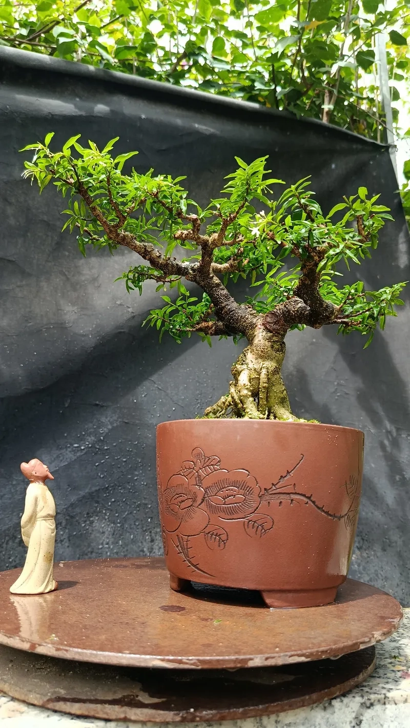 Loại đất trồng mai chiếu thủy tốt