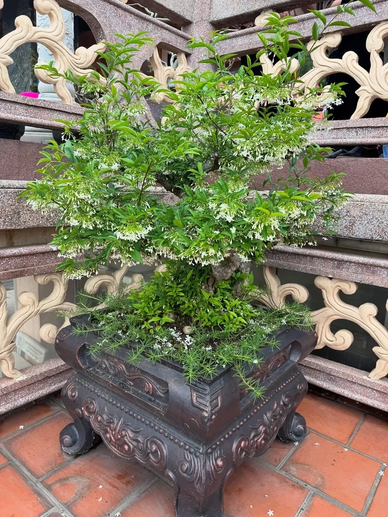 Thế mai chiếu thủy dáng thác đổ