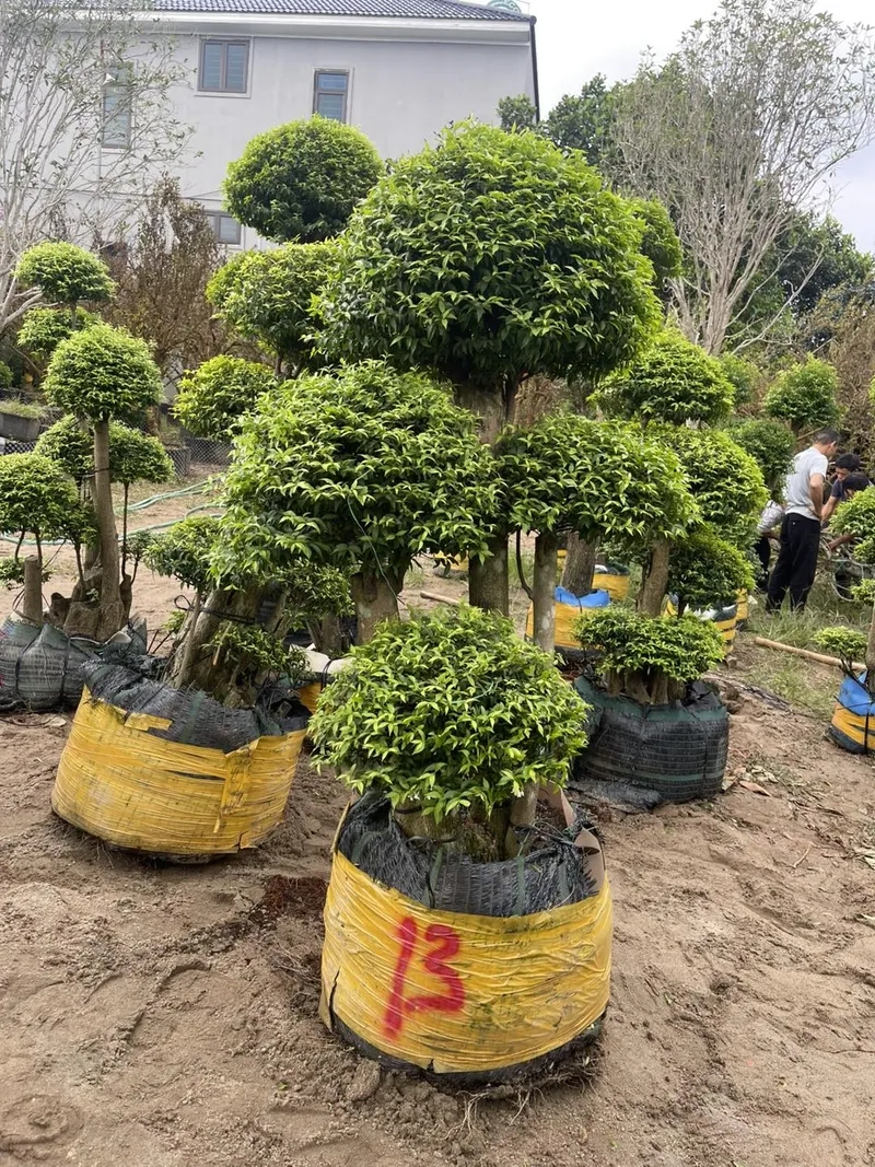 Kỹ thuật chăm sóc mai chiếu thủy