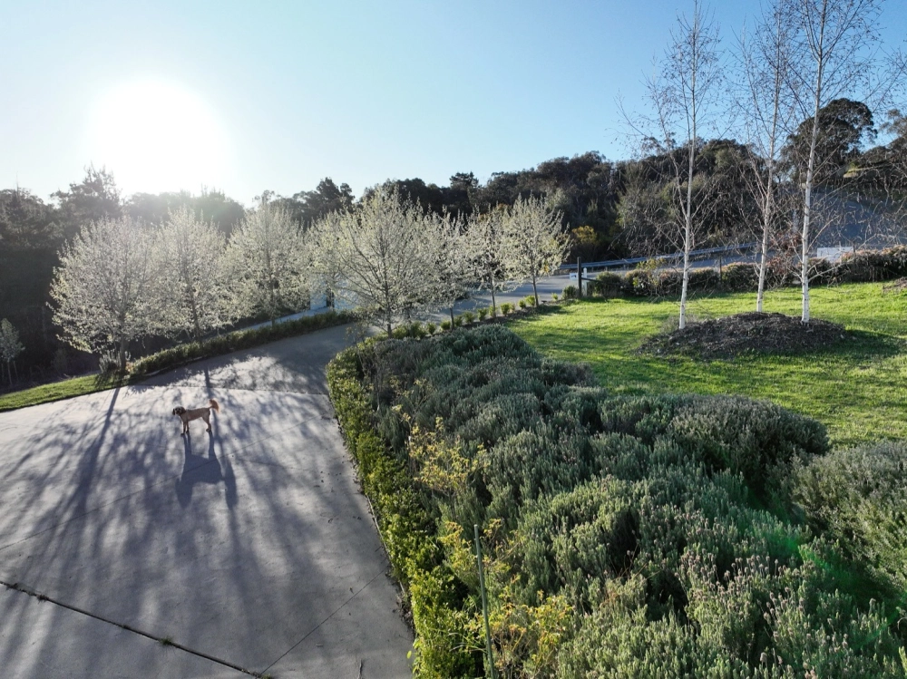 Bố trí mẫu sân vườn đẹp với ghế xích đu và góc đọc sách thư giãn