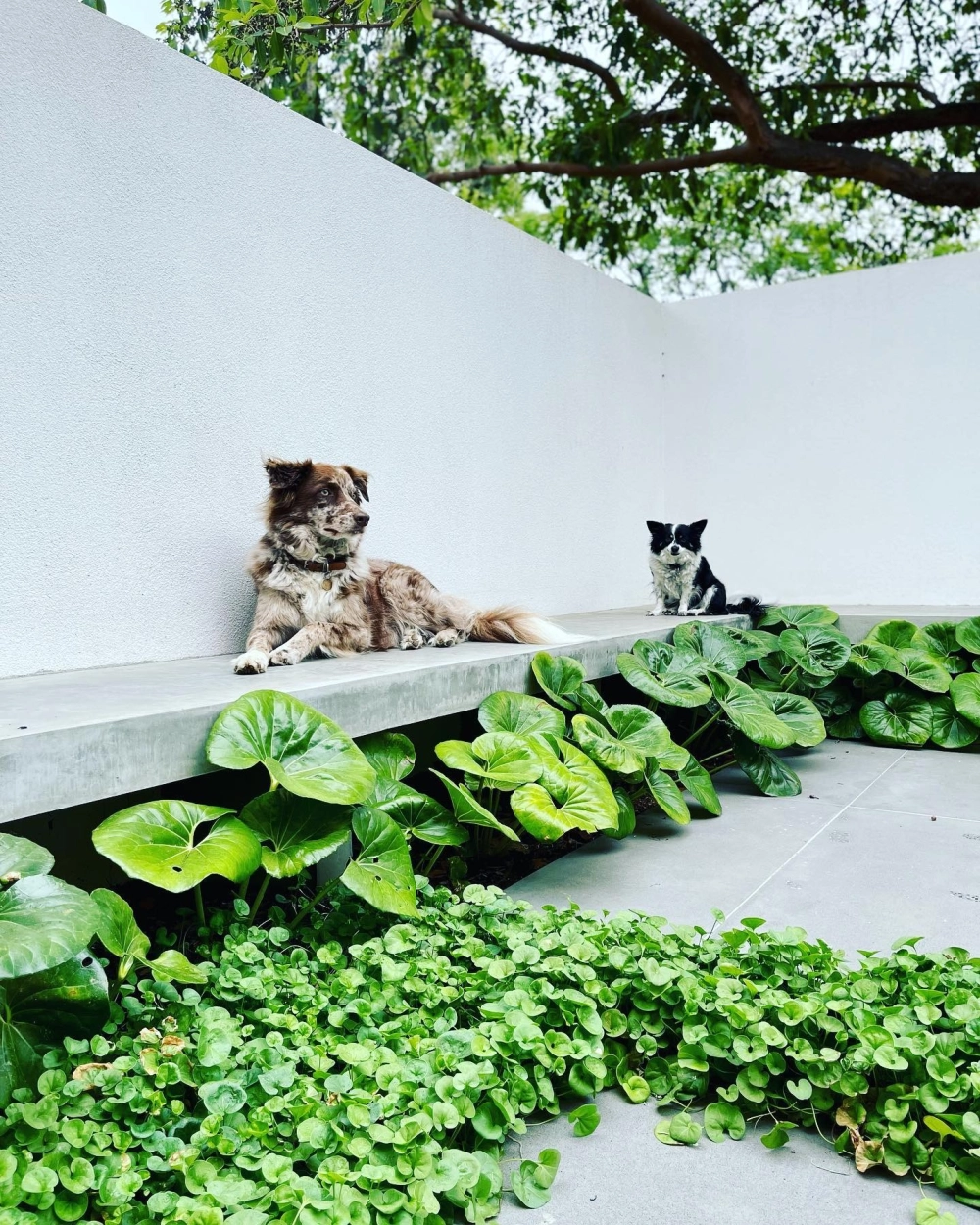 Tải ảnh mẫu sân vườn đẹp chất lượng cao để làm tư liệu tham khảo thiết kế