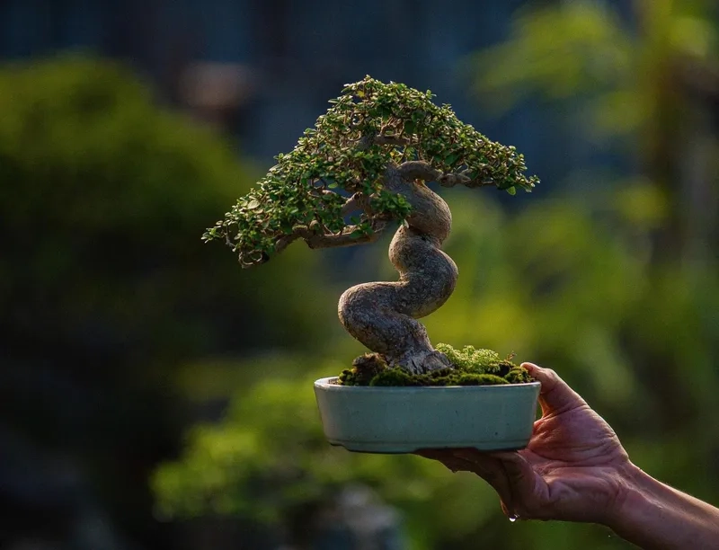 Mẹo trang trí không gian bằng bonsai