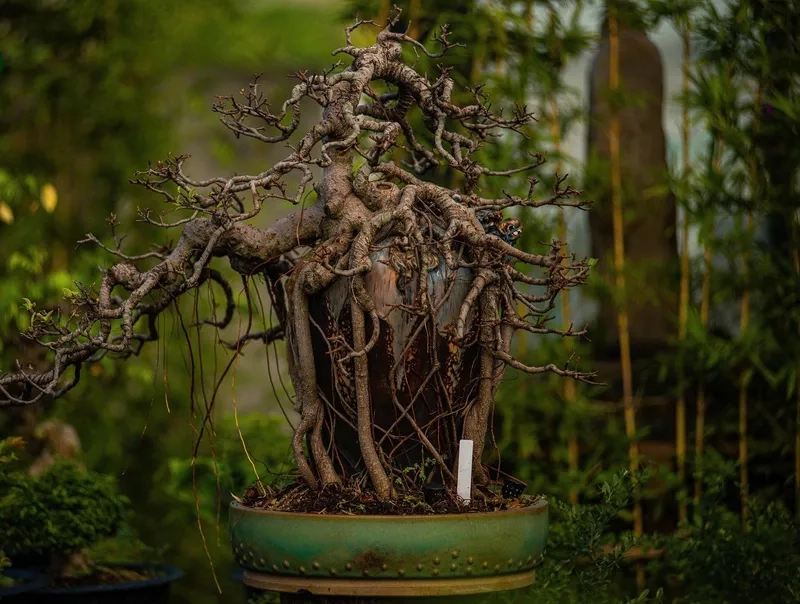Tìm hiểu lịch sử nghệ thuật bonsai