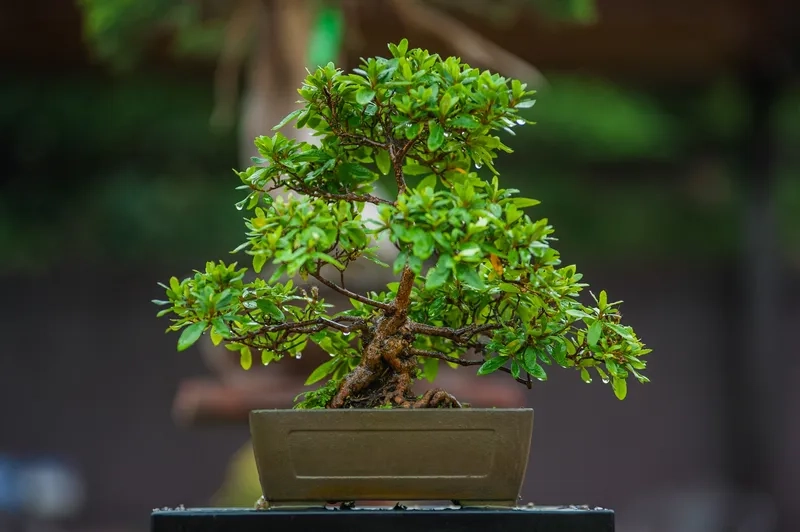 Tìm hiểu bonsai và phong thủy tốt