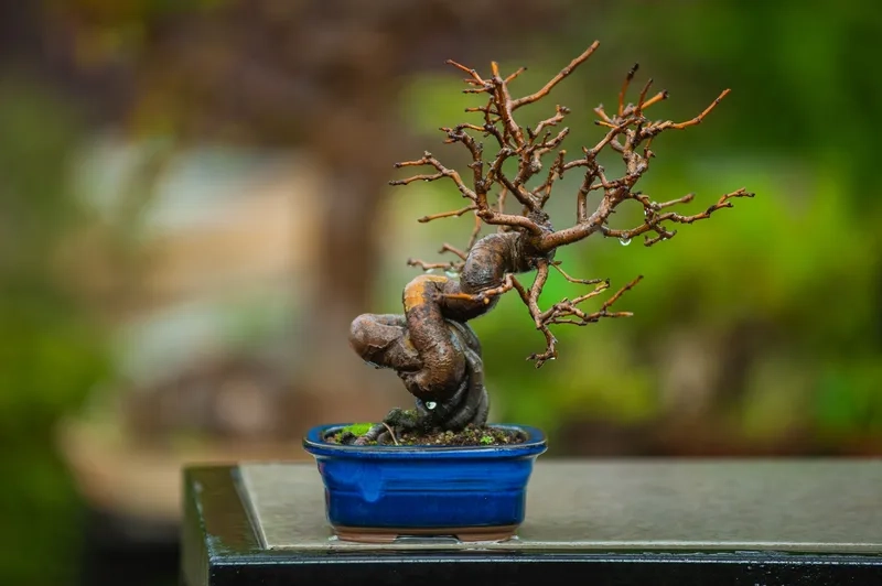 Mẫu bonsai nghệ thuật đương đại