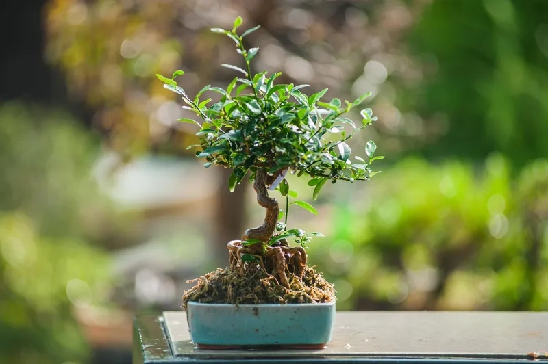 Xem nghệ thuật cắt tỉa đỉnh cao