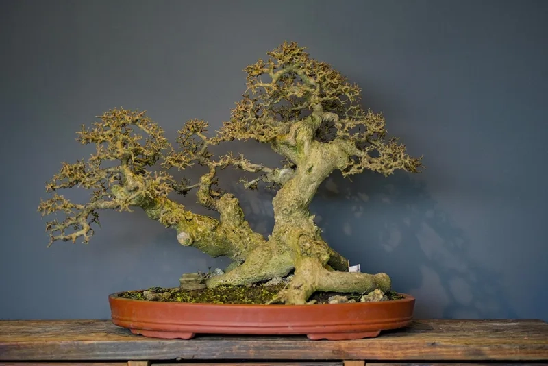 Trải nghiệm bonsai thiền định tĩnh