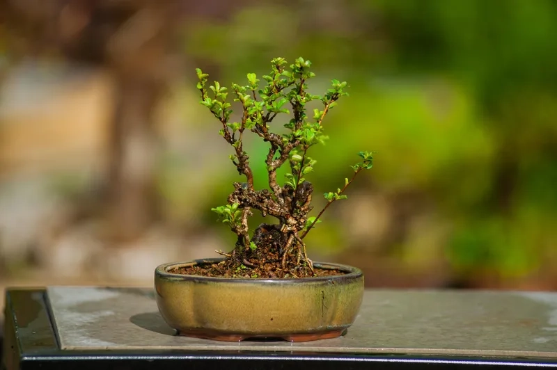 Bộ giáo trình nghệ thuật bonsai hay
