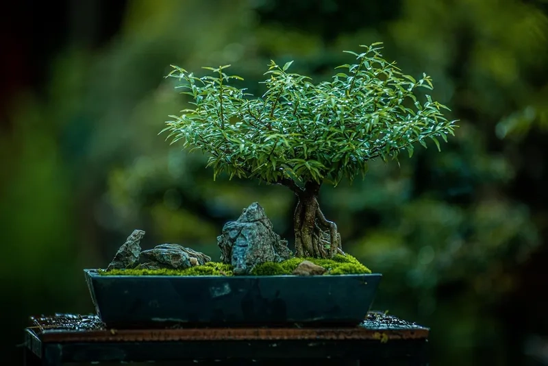 Học các kỹ thuật nghệ thuật bonsai