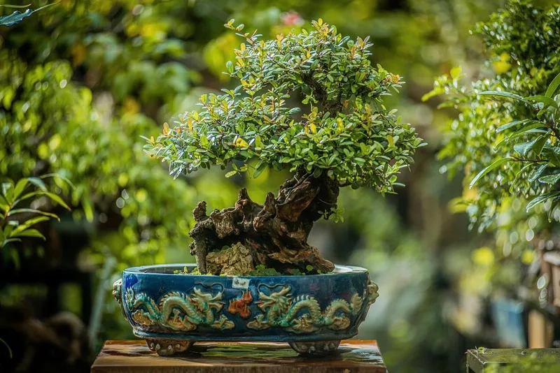 Nét đẹp văn hóa chơi cây cảnh xưa