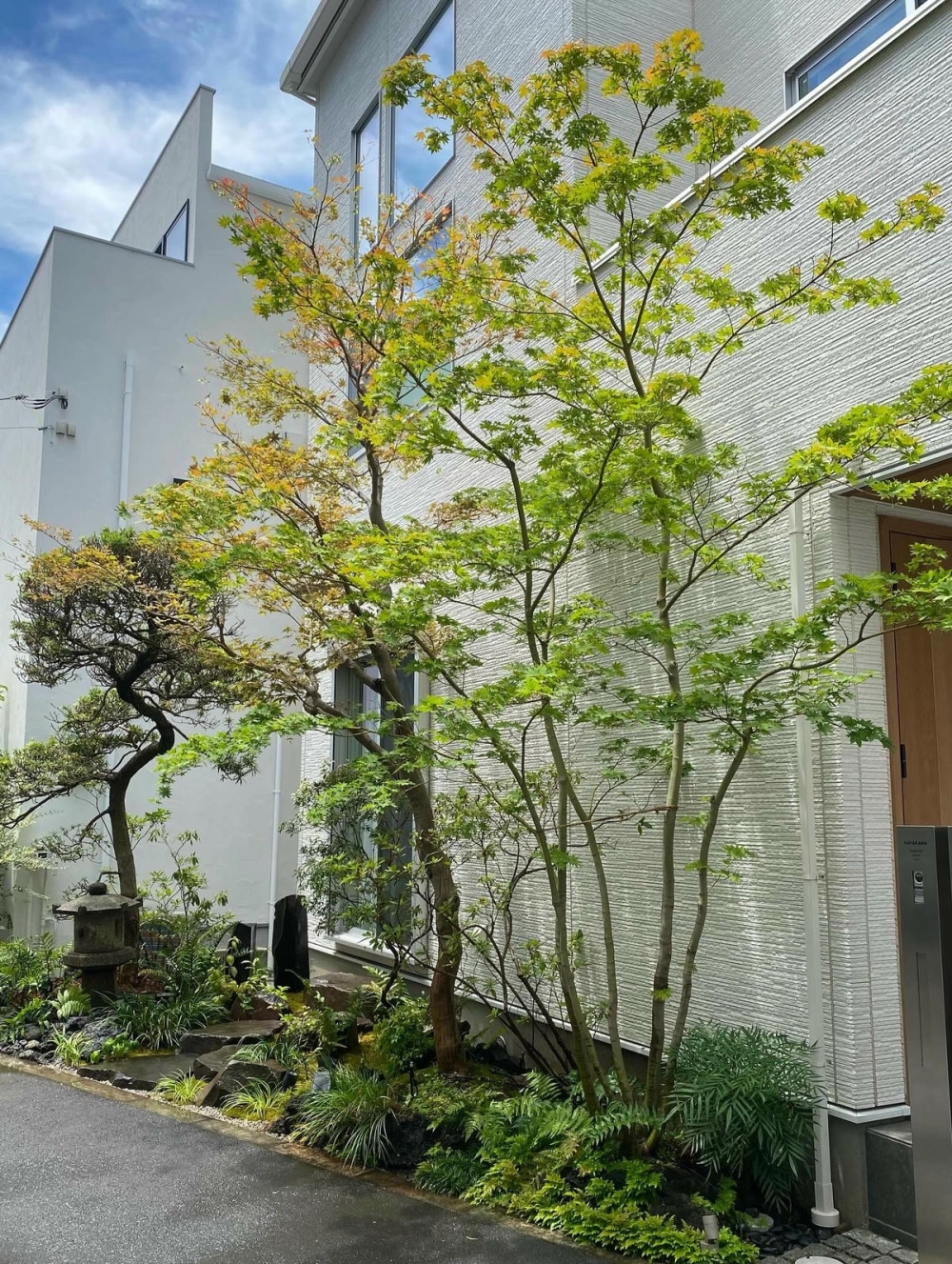 Cây cảnh sân vườn biệt thự đẳng cấp với thế tùng quý hiếm