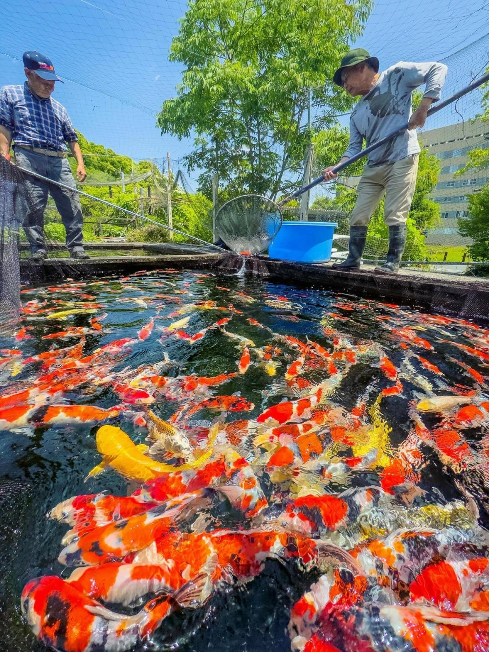 Cách bố trí đèn chiếu sáng ao cá sân vườn lung linh về đêm