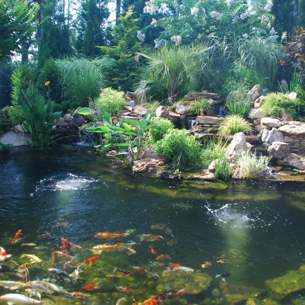 Nghệ thuật trang trí bờ ao cá sân vườn bằng đá cuội và cỏ mềm