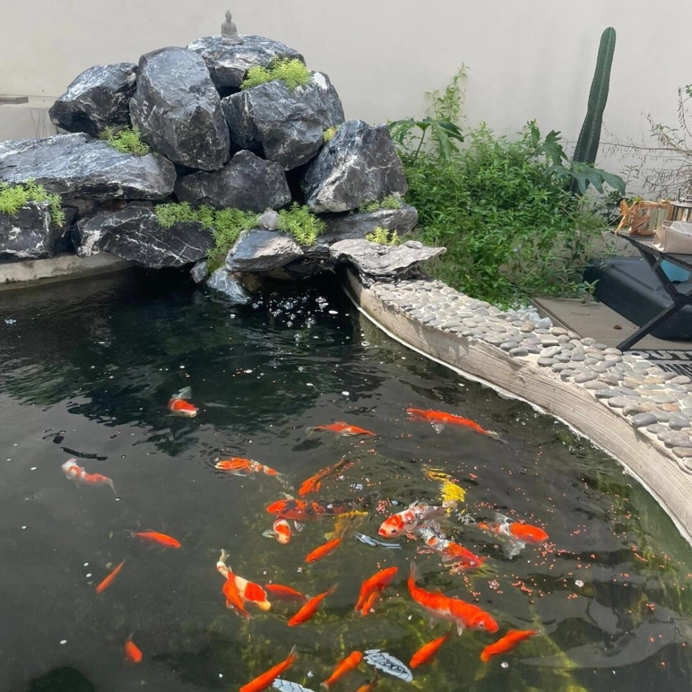 Mẫu ao cá sân vườn nhà cấp 4 tiết kiệm diện tích và chi phí