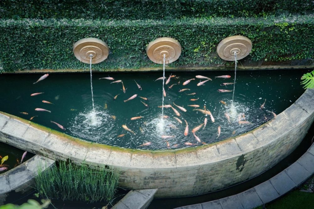 Kinh nghiệm nuôi cá gì trong ao sân vườn để dễ chăm sóc