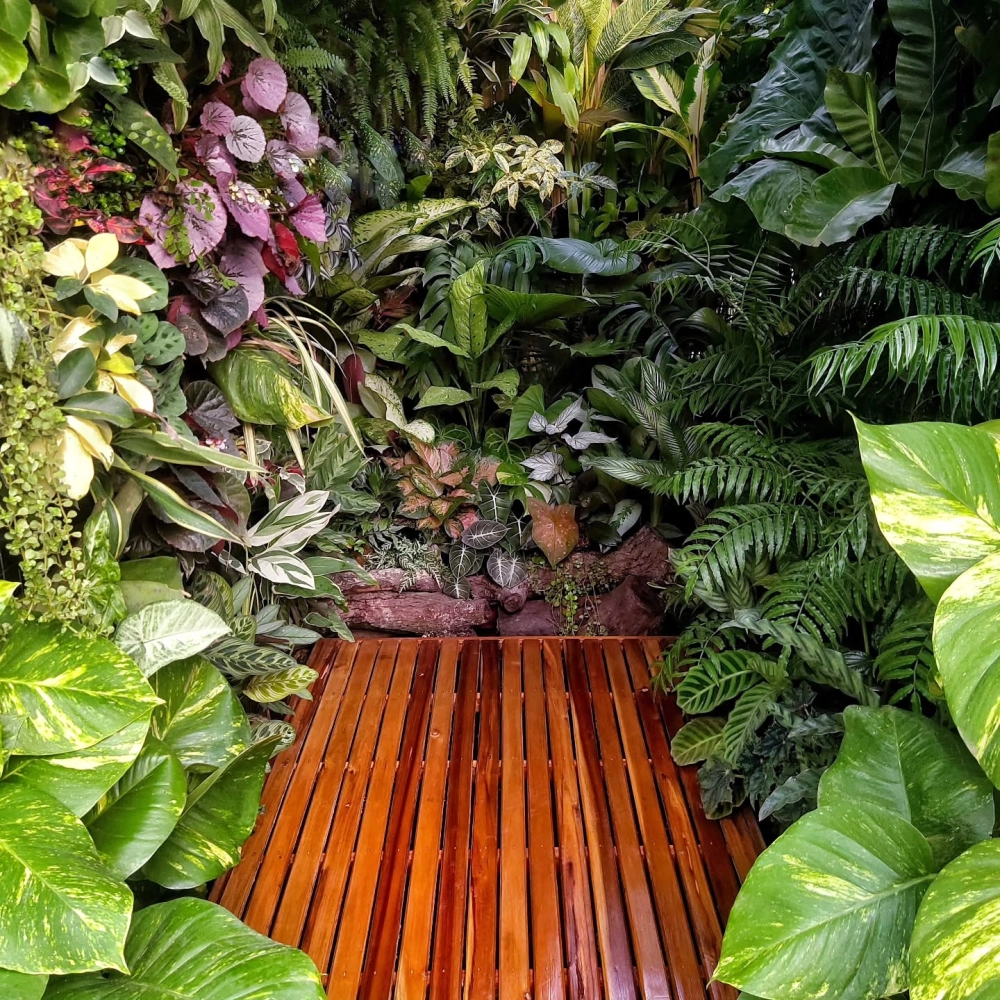 Hệ thống phun sương tạo độ ẩm cho sân vườn Tropical