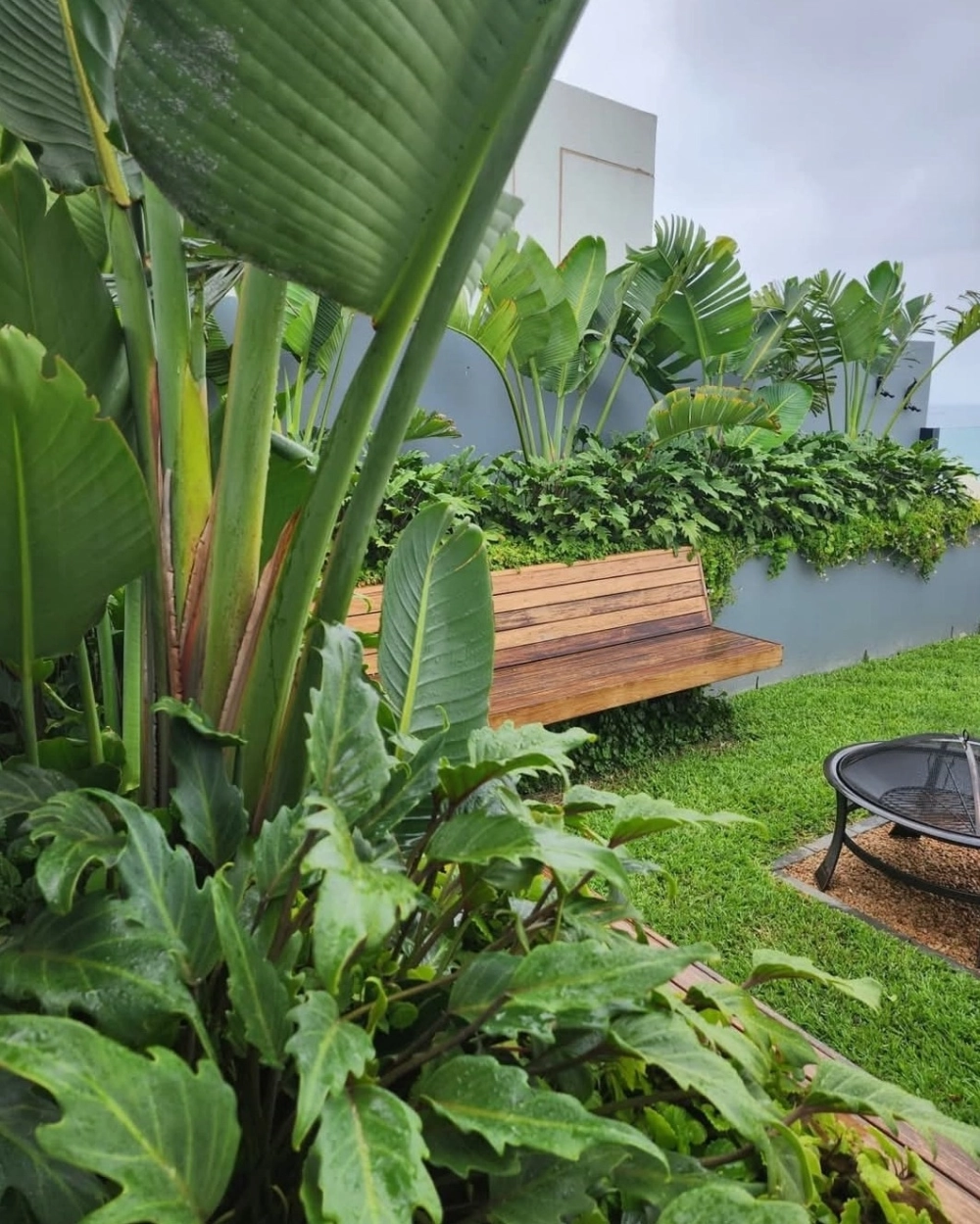 Cây chuối cảnh sân vườn Tropical tạo điểm nhấn chiều cao