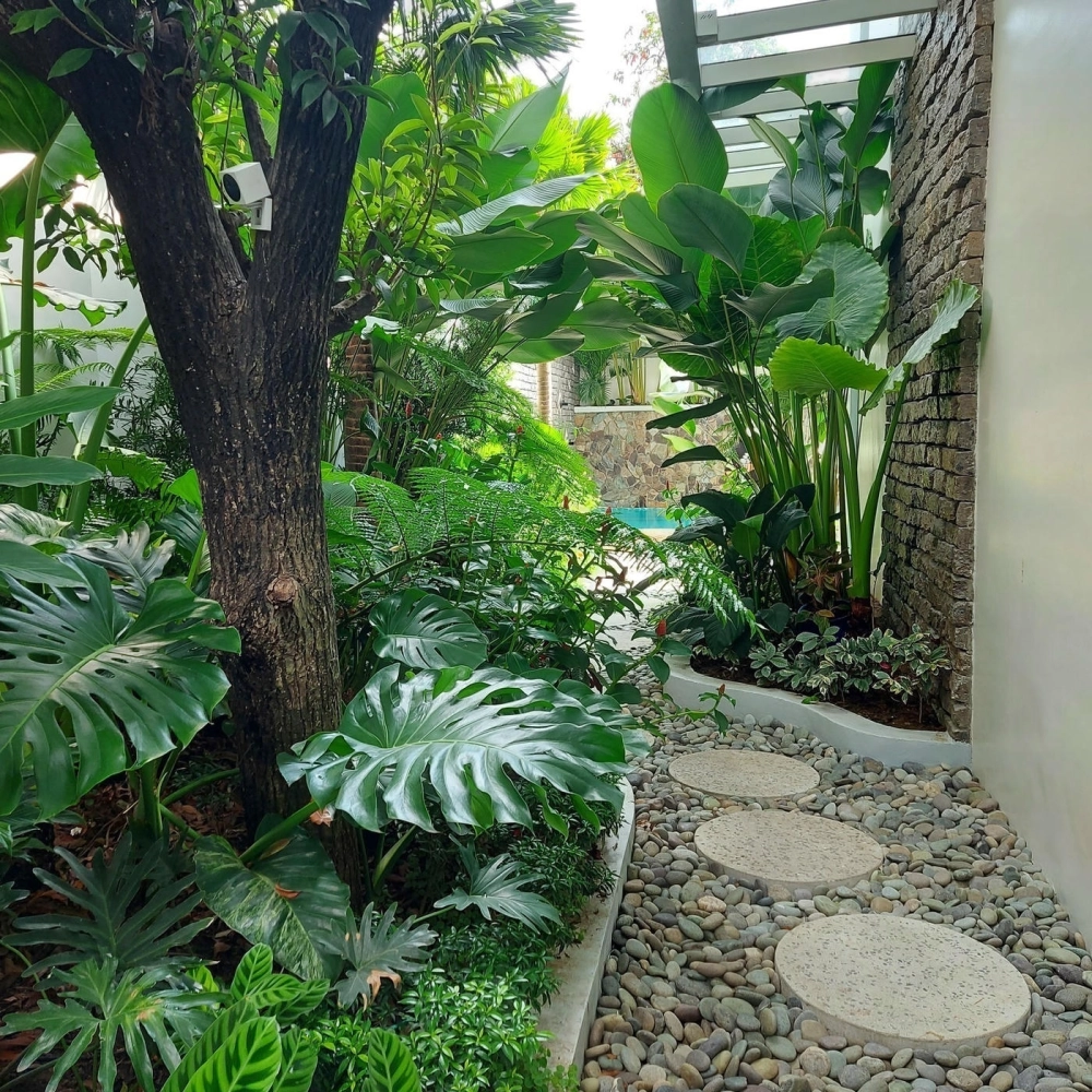 Sân vườn Tropical với mảng xanh tươi mát của cây lá rộng