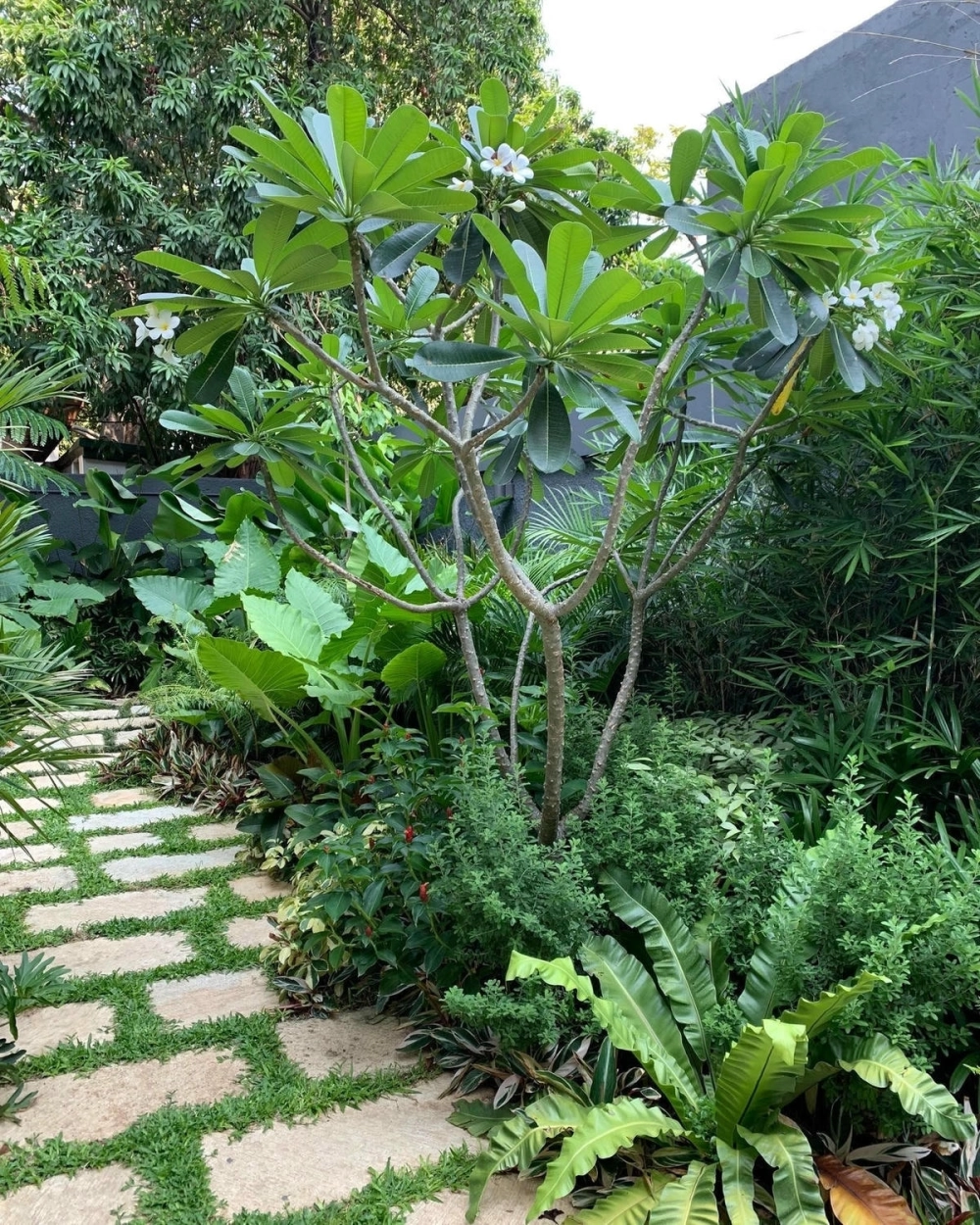 Hàng cây chuối cảnh sân vườn Tropical dọc theo tường rào