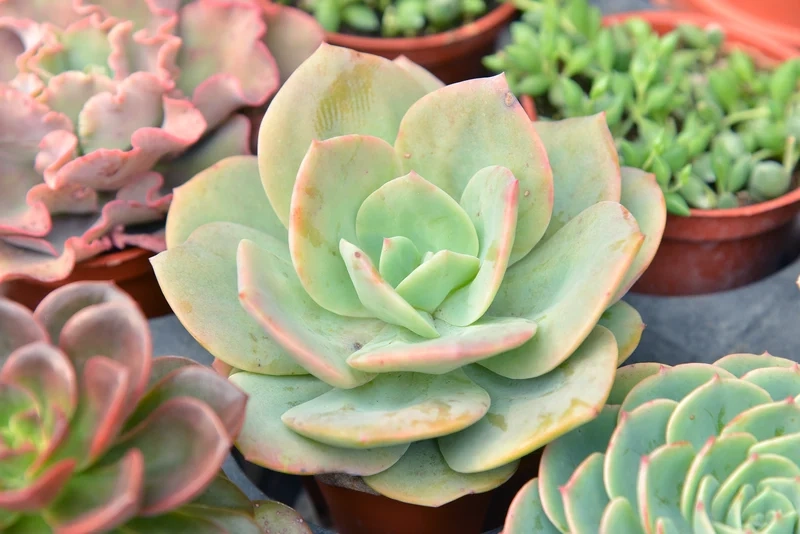 Ngắm Sen đá 4K sống động như thật