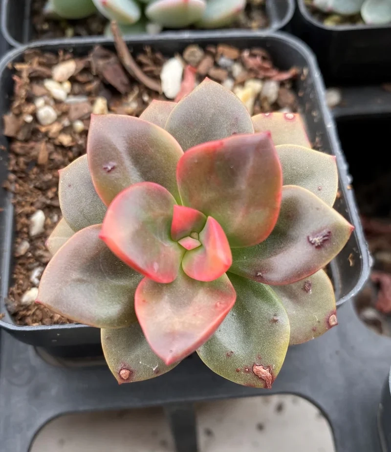 Khám phá Sen đá phổ biến yêu thích mọi nhà