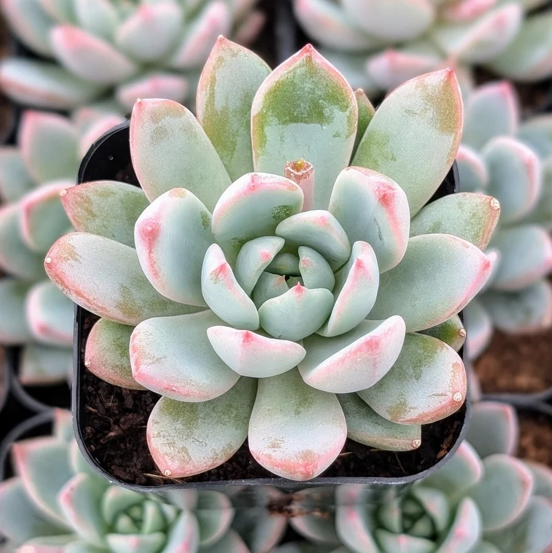 Thưởng thức Sen đá nghệ thuật tinh tế