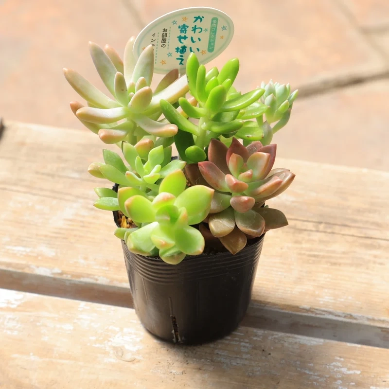 Trang trí đẹp với Sen đá decor