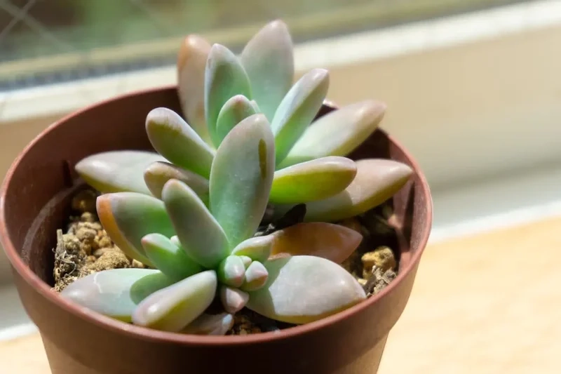 Mang may mắn với Sen đá phong thủy