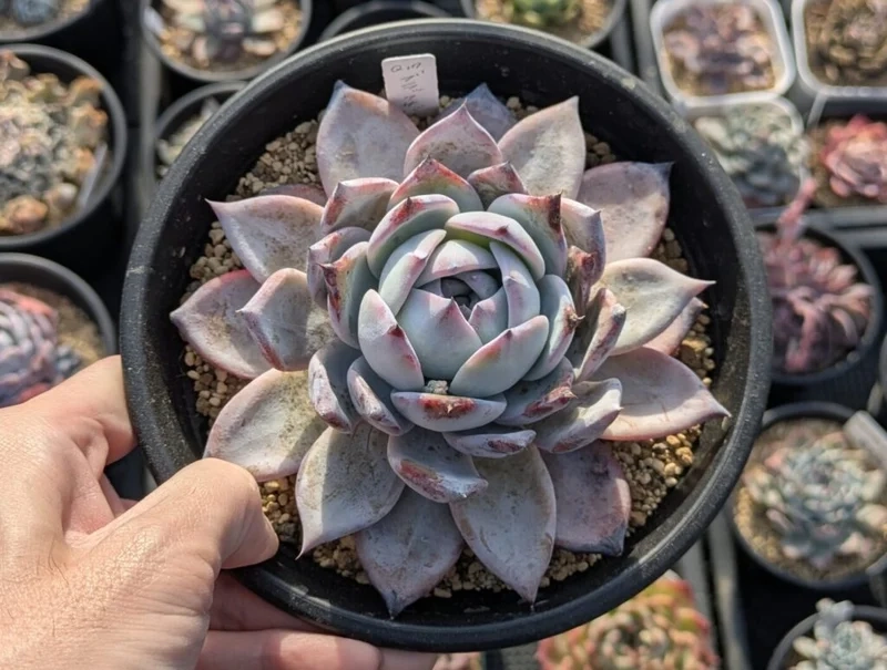 Sưu tầm Sen đá độc lạ cho bộ sưu tập