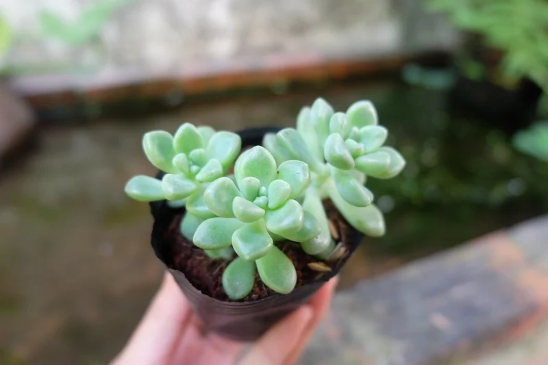 Tự nhiên rực rỡ với Sen đá đẹp tự nhiên