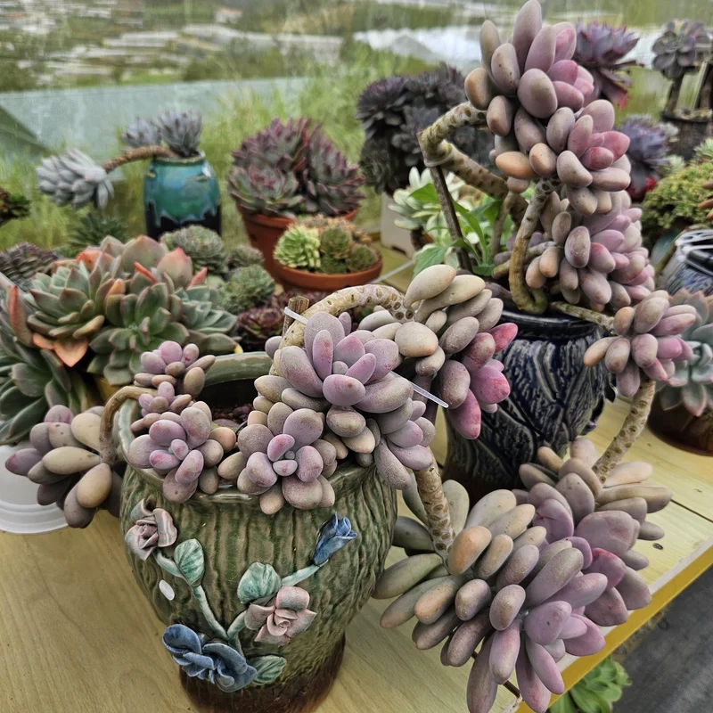 Sưu tầm ảnh sen đá đà lạt cực xinh và độc đáo