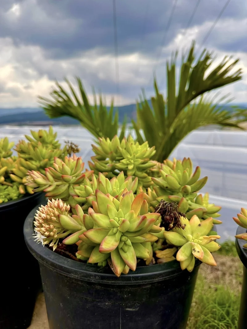 Trải nghiệm sen đá đà lạt vườn đẹp tự nhiên nhất