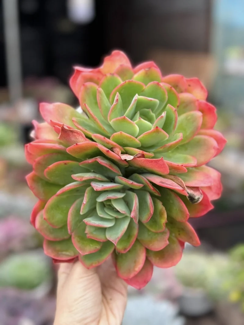 Trồng dễ dàng sen đá đà lạt dễ trồng tại nhà