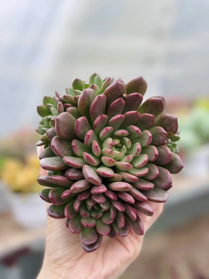 Tạo điểm nhấn với sen đá đà lạt tiểu cảnh xinh xắn