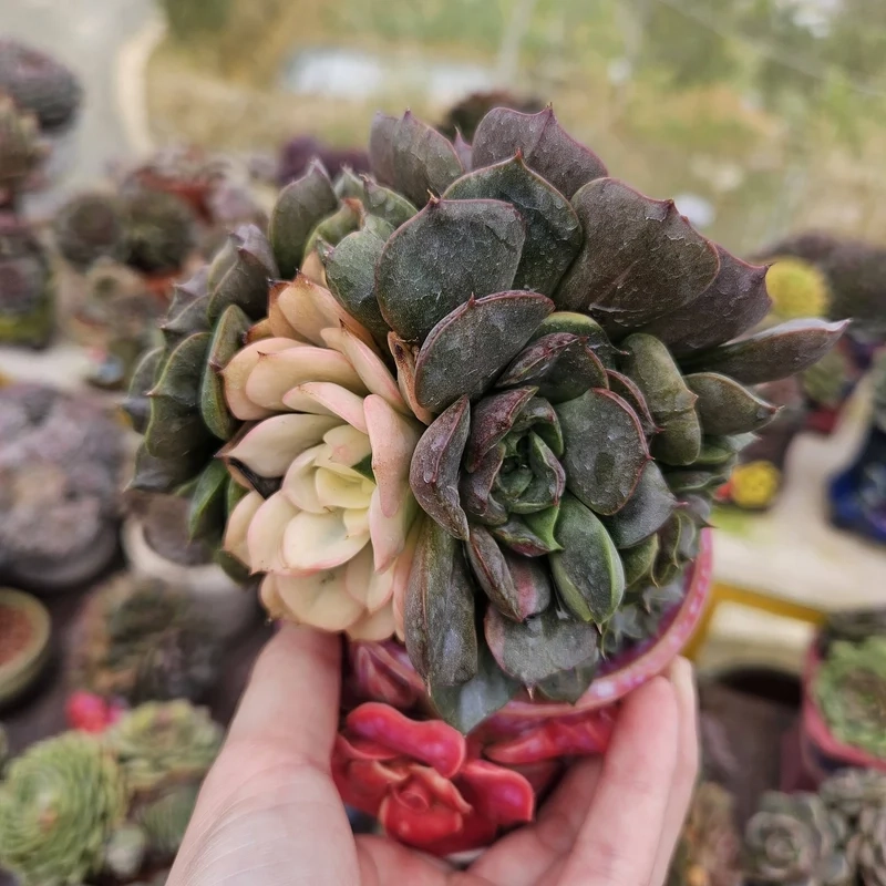 Sưu tầm sen đá đà lạt sưu tầm hiếm có