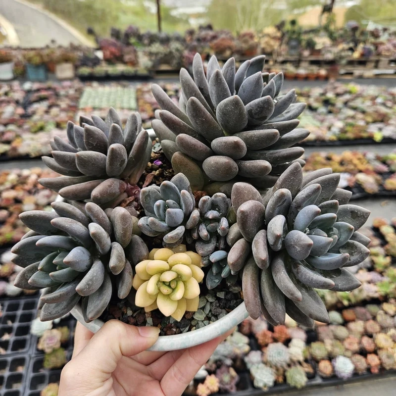 Mang may mắn với sen đá đà lạt phong thủy trong nhà