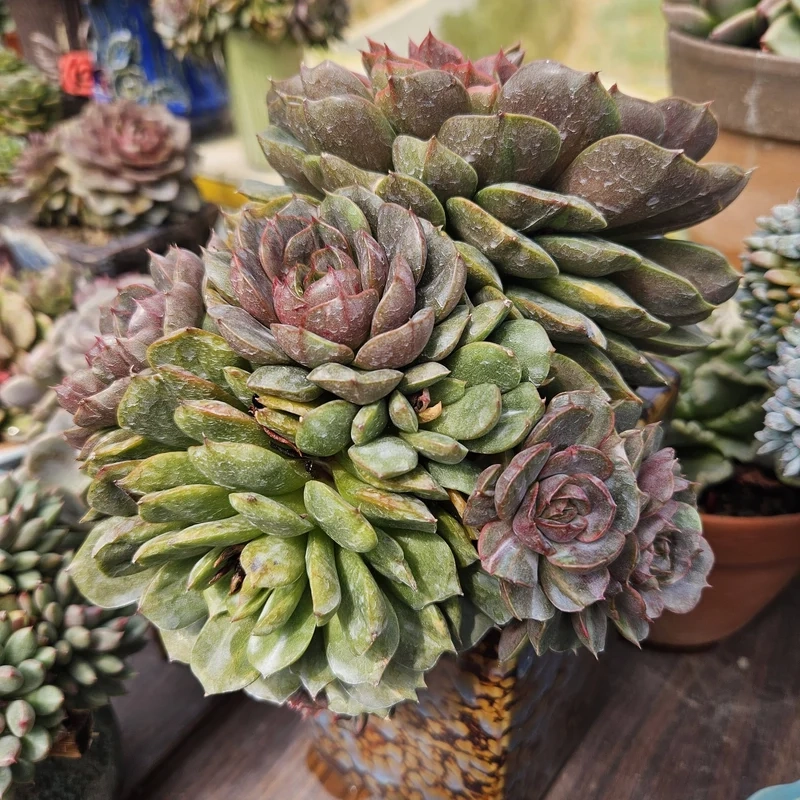 Sen đá Đà Lạt là gì và nét đặc trưng