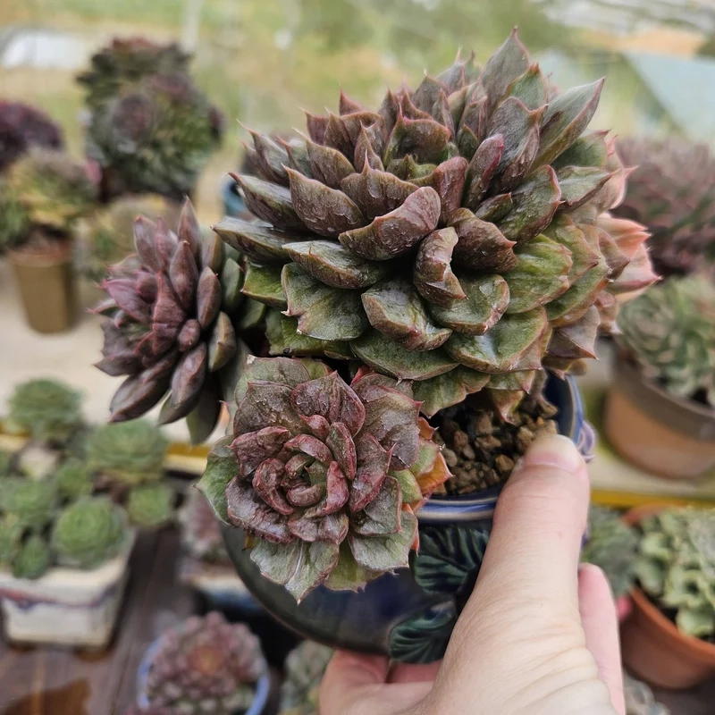 Nuôi sen đá Đà Lạt sống khỏe cực dễ chăm