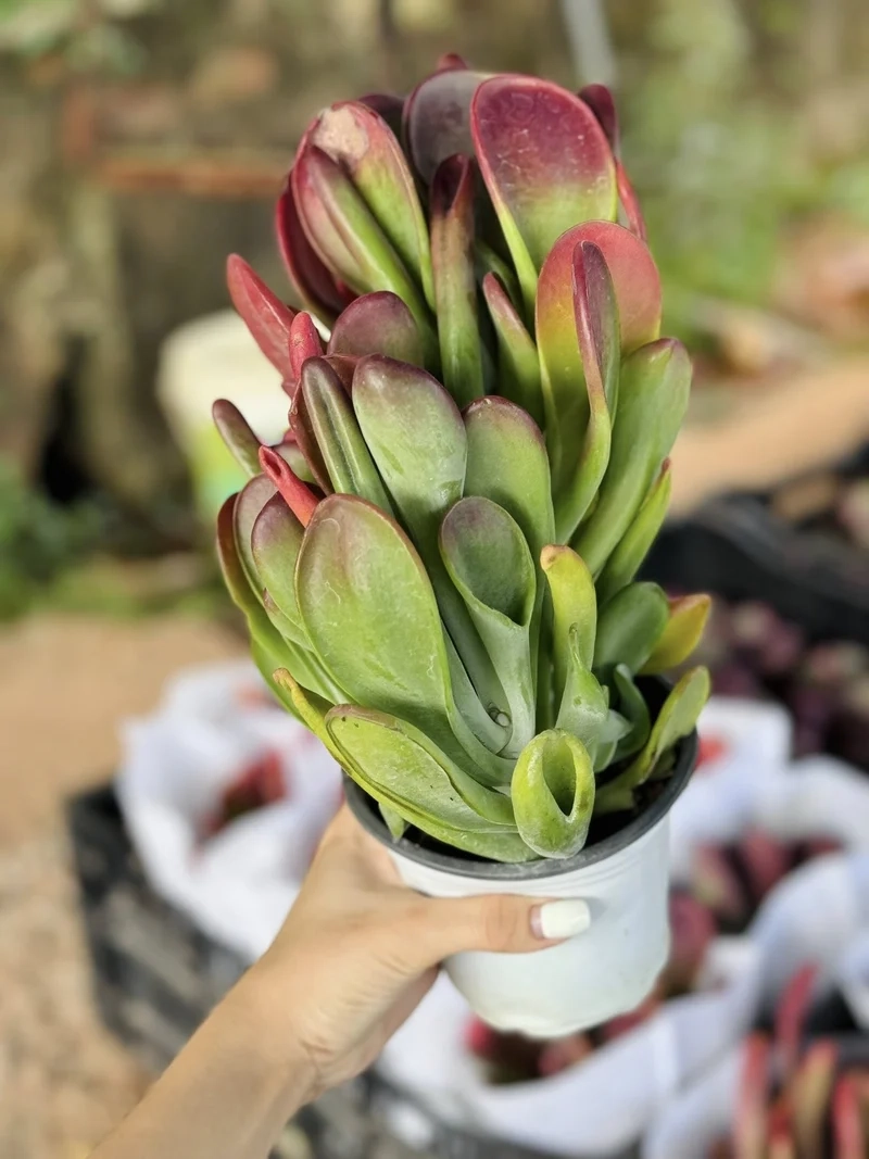 Sở hữu sen đá đà lạt giá rẻ chất lượng tốt